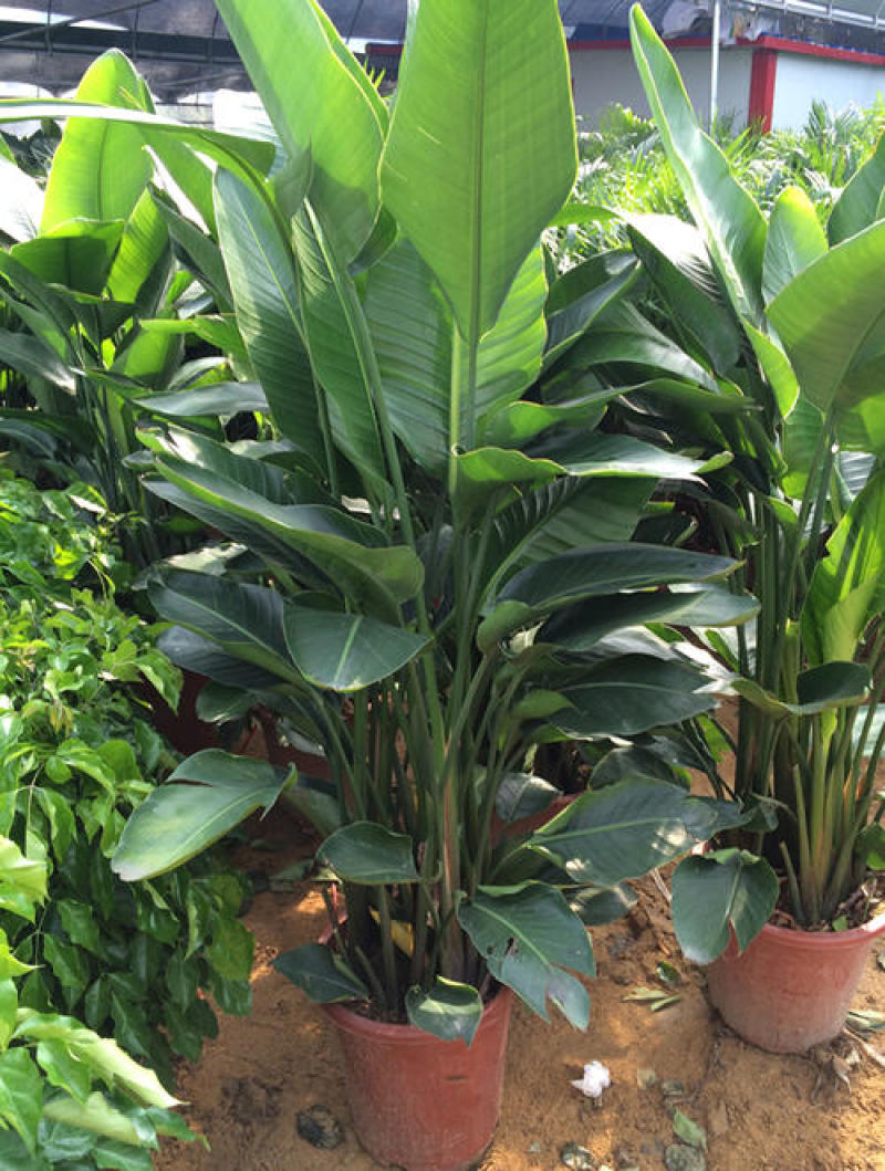 天堂鸟盆栽花卉绿植物鹤望兰室内耐寒客厅落地喜阴观叶