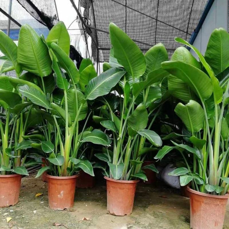 天堂鸟盆栽花卉绿植物鹤望兰室内耐寒客厅落地喜阴观叶