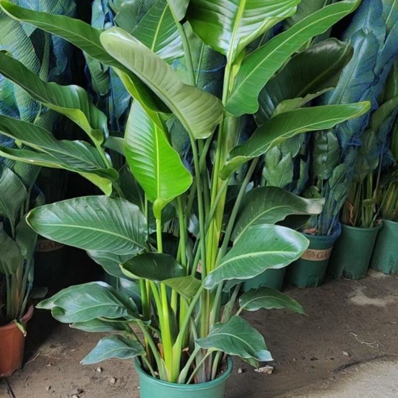 天堂鸟盆栽花卉绿植物鹤望兰室内耐寒客厅落地喜阴观叶