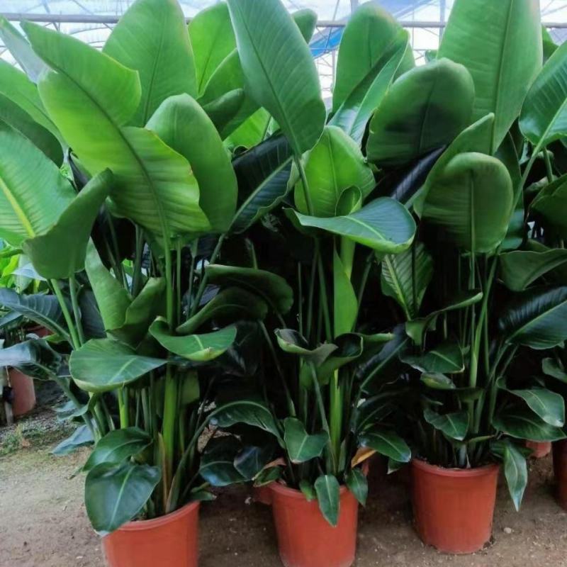 天堂鸟盆栽花卉绿植物鹤望兰室内耐寒客厅落地喜阴观叶
