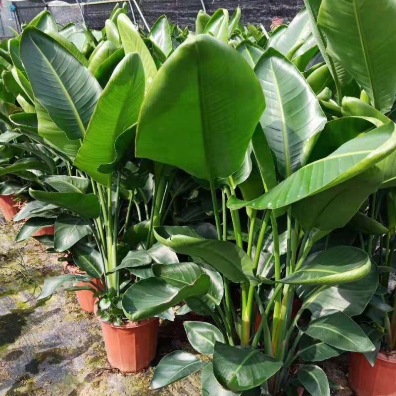天堂鸟盆栽花卉绿植物鹤望兰室内耐寒客厅落地喜阴观叶