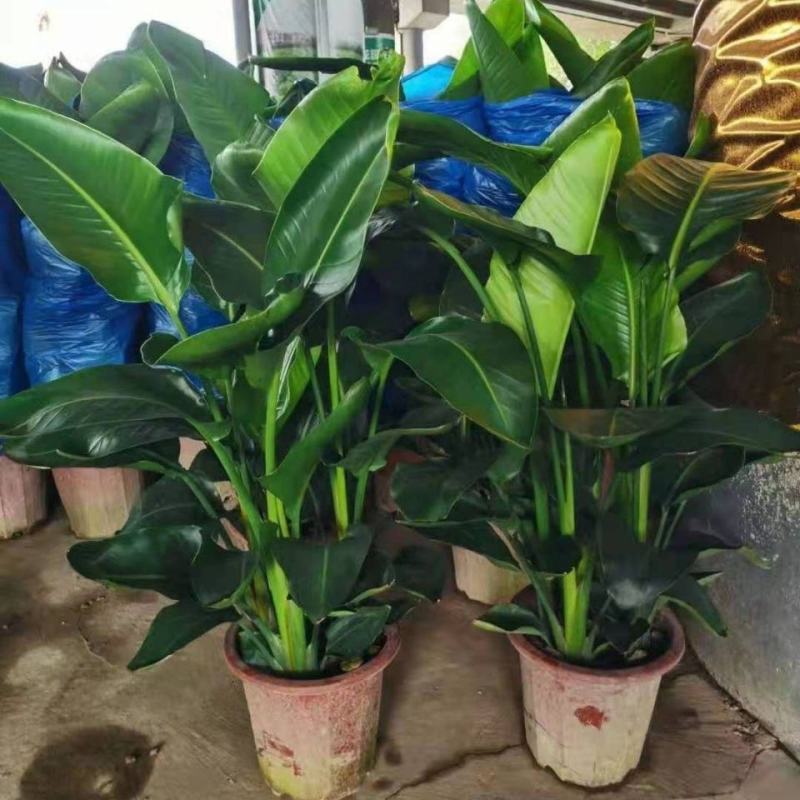 天堂鸟盆栽花卉绿植物鹤望兰室内耐寒客厅落地喜阴观叶
