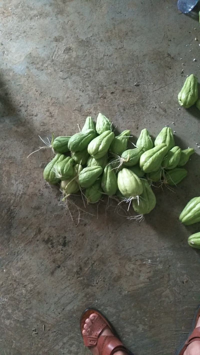 来自贵州万亩佛手瓜种植基地鲜嫩佛手瓜及瓜种诚信经营中