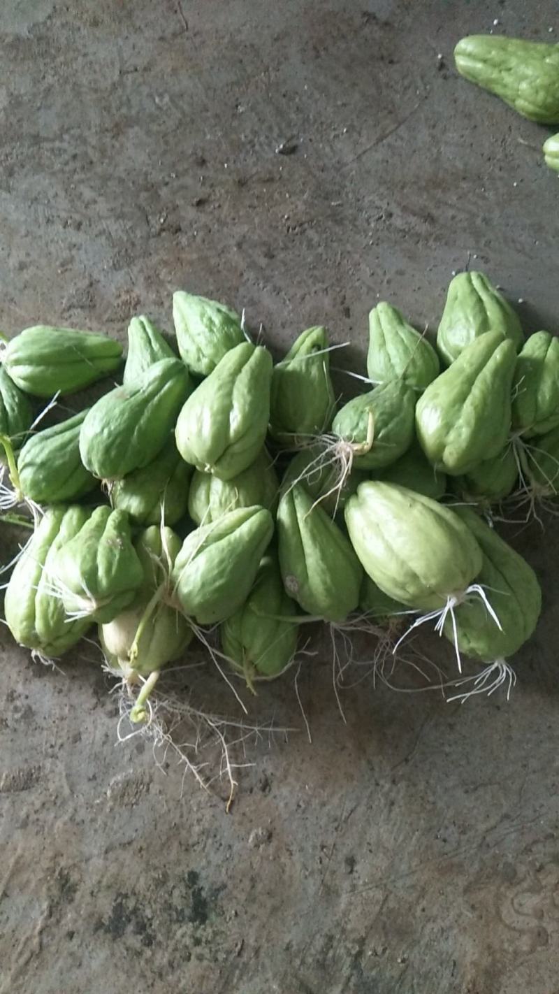 来自贵州万亩佛手瓜种植基地鲜嫩佛手瓜及瓜种诚信经营中