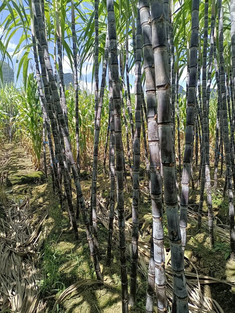 黑皮果甘蔗糖都之乡崇左大新