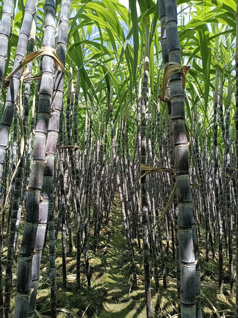 黑皮果甘蔗糖都之乡崇左大新