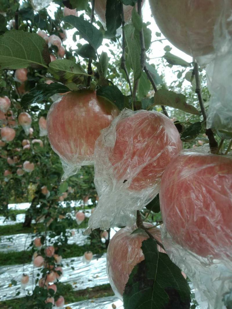 大量供应山西运城万荣，临猗优质红富士苹果