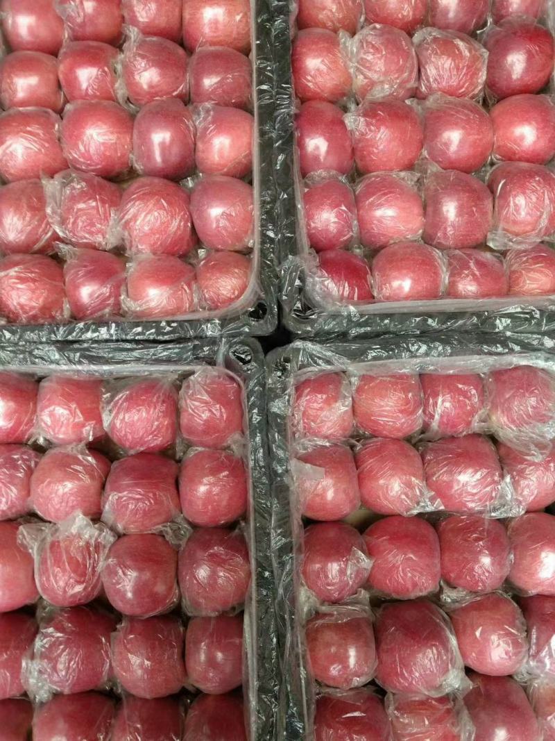 大量供应山西运城万荣，临猗优质红富士苹果