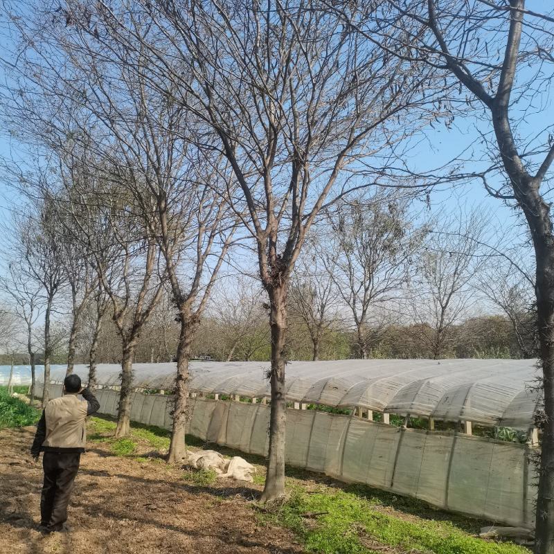 8-15公分，15-30公分皂角树，规格齐全，基地直发