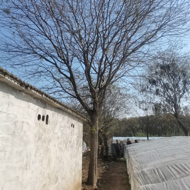8-15公分，15-30公分皂角树，规格齐全，基地直发