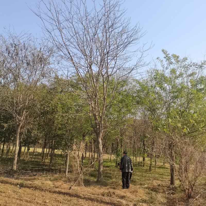 8-15公分，15-30公分皂角树，规格齐全，基地直发