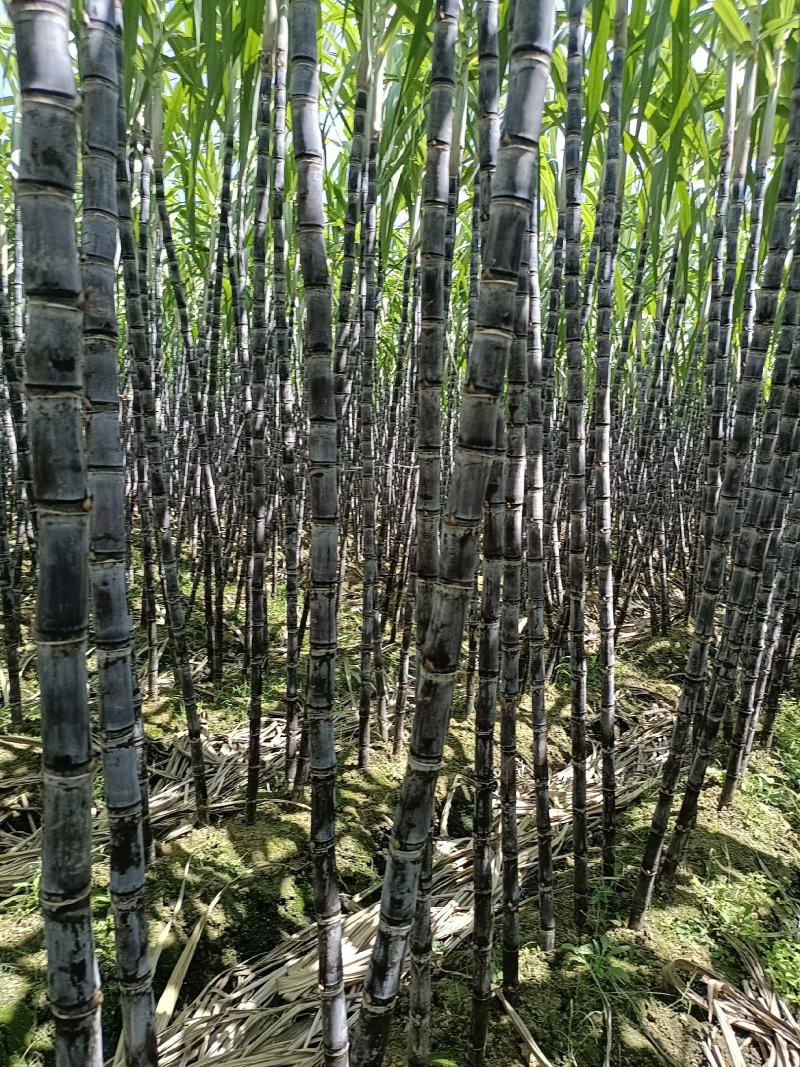 黑皮果甘蔗糖都之乡崇左大新