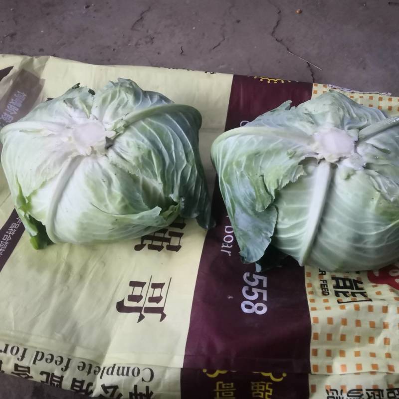 华卅区大扁包菜大量上市欢迎金国各地客商前来看货幻购谢谢