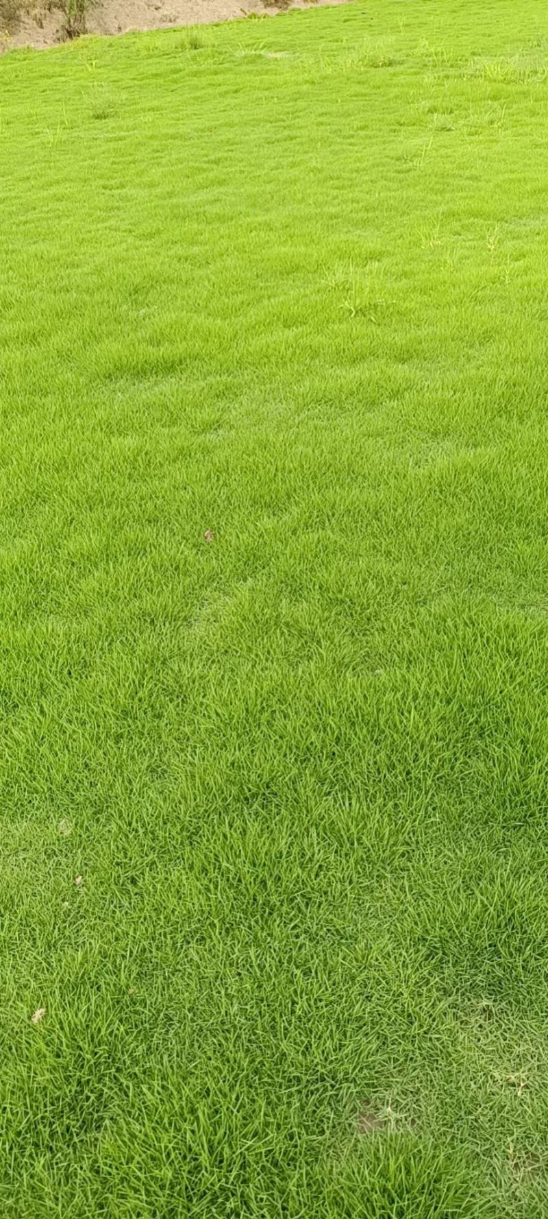 马尼拉草块，马尼拉草皮价格马尼拉公园专用，别墅专用草