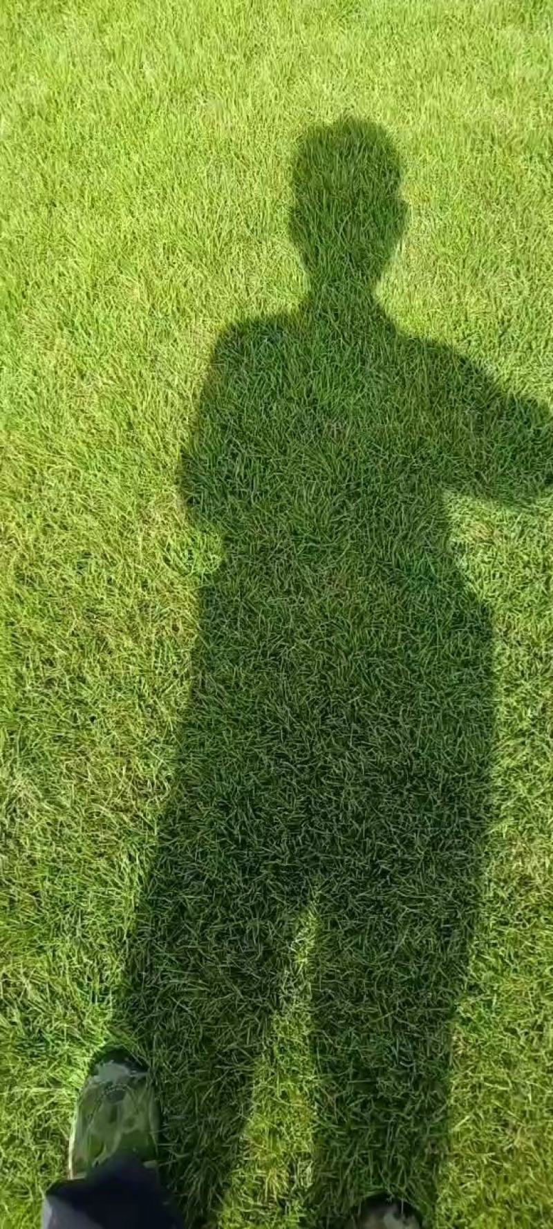 马尼拉草块，马尼拉草皮价格马尼拉公园专用，别墅专用草