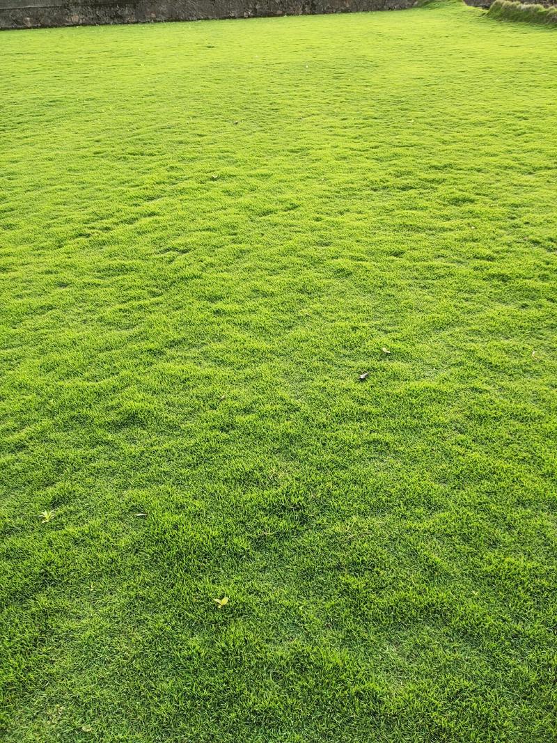 台湾草皮批发，台湾草卷价格，郴州台湾草出售