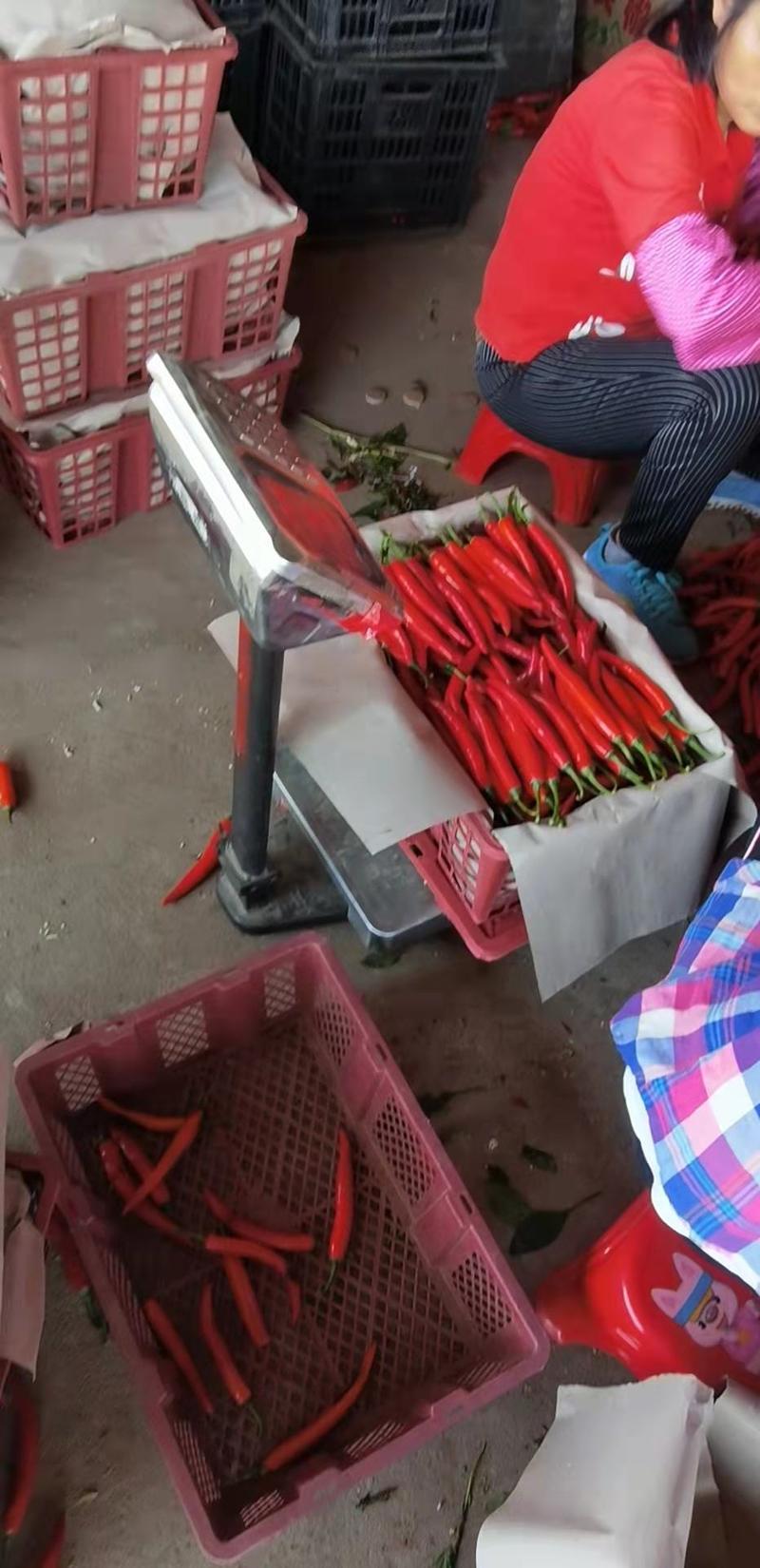 湛江雷州海花红美人椒产地供应，大量上市中