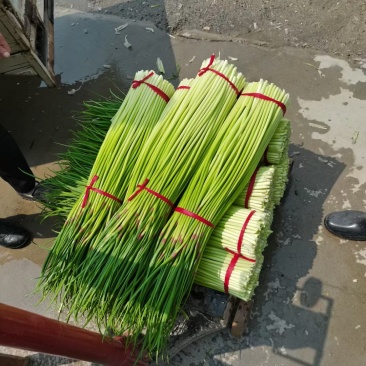 苏北地区大蒜蒜薹主产区红帽蒜苔，欢迎大家前来选购！