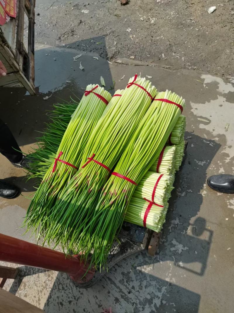 苏北地区大蒜蒜薹主产区红帽蒜苔，欢迎大家前来选购！