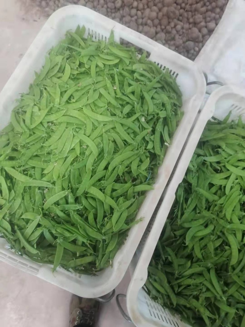 荷兰豆