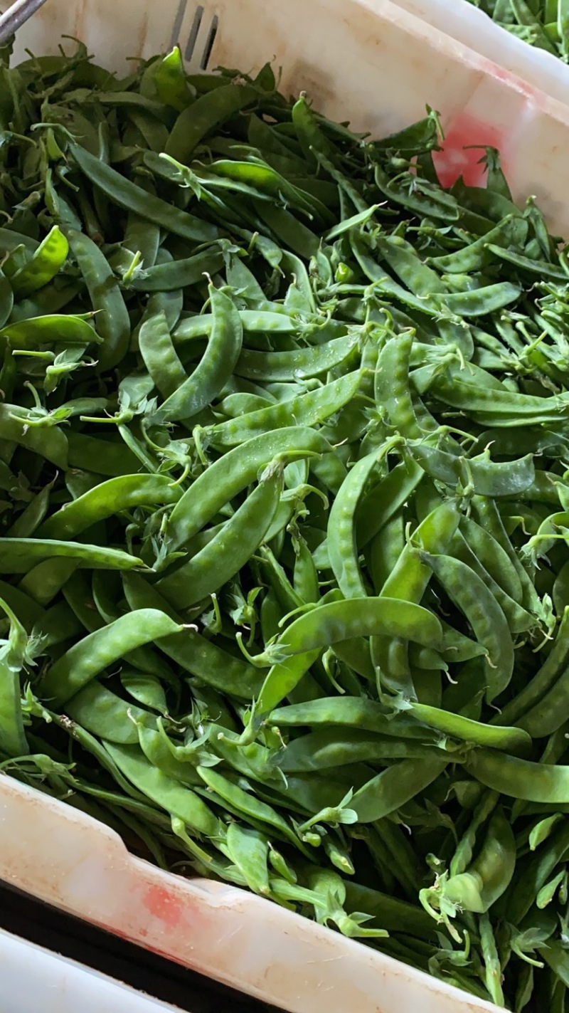 荷兰豆