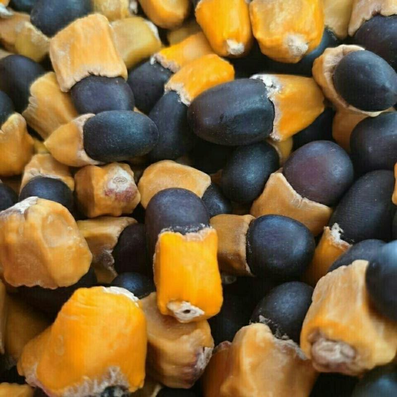 马牙果缅茄菩提子阴阳果马牙子白马牙