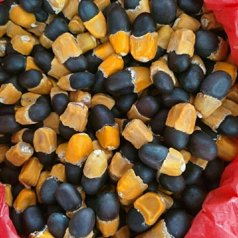 马牙果缅茄菩提子阴阳果马牙子白马牙