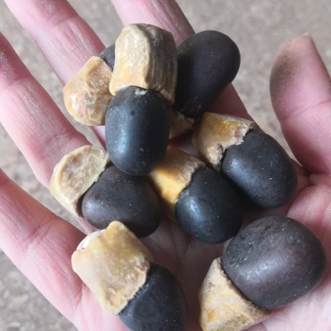 马牙果缅茄菩提子阴阳果马牙子白马牙