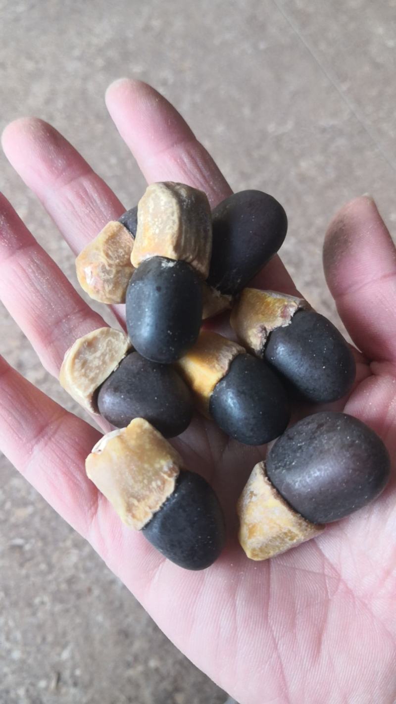 马牙果缅茄菩提子阴阳果马牙子白马牙