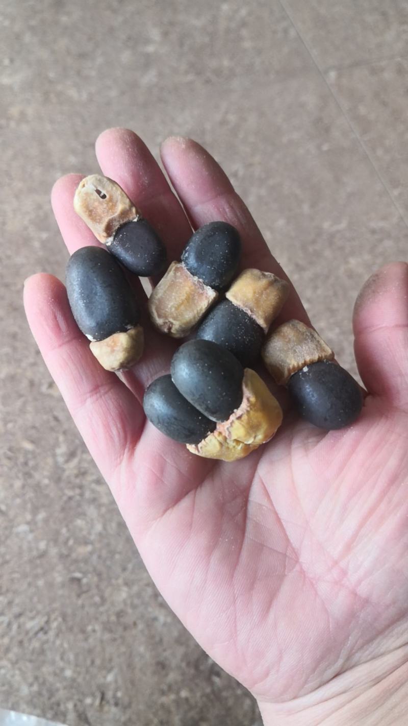 马牙果缅茄菩提子阴阳果马牙子白马牙