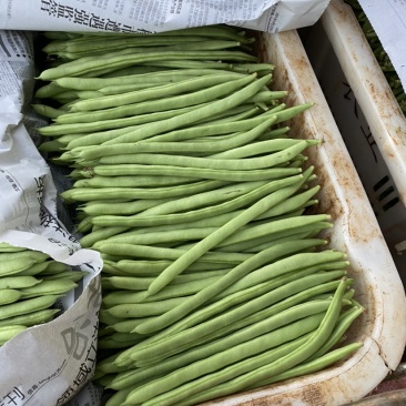 小金豆