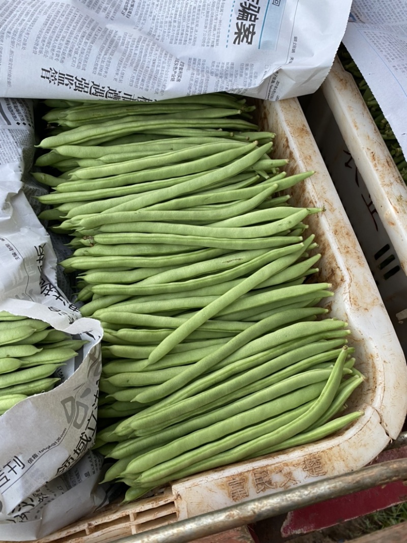 小金豆