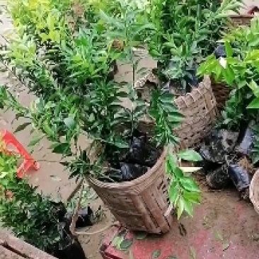 爱媛38号，沃柑苗，裸苗，杯亩品种齐全欢迎采购