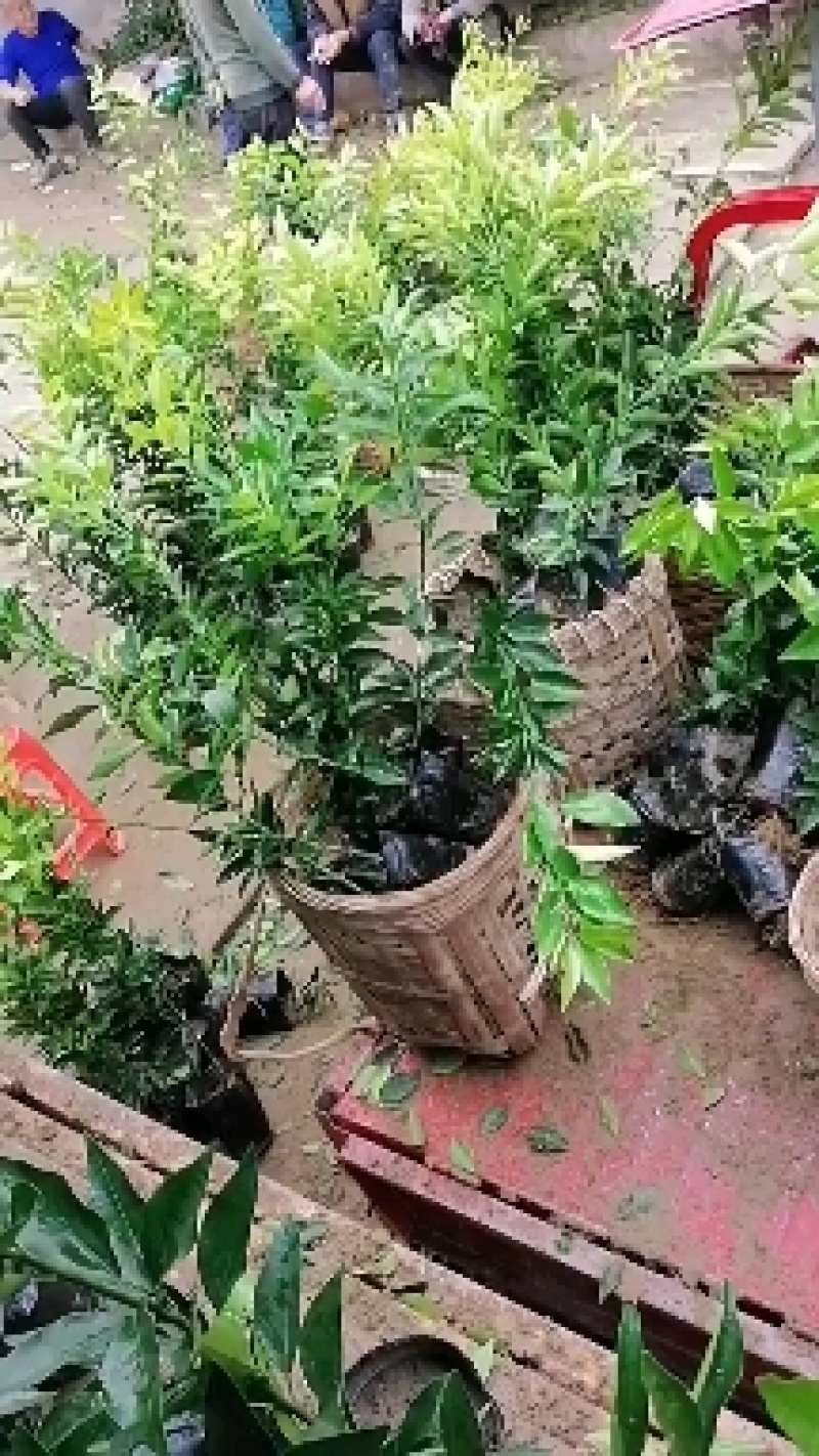 爱媛38号，沃柑苗，裸苗，杯亩品种齐全欢迎采购