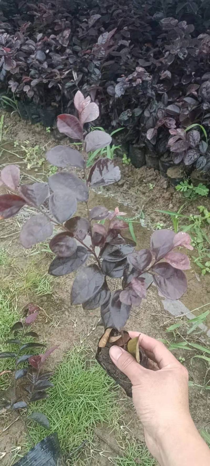 红继木杯苗
