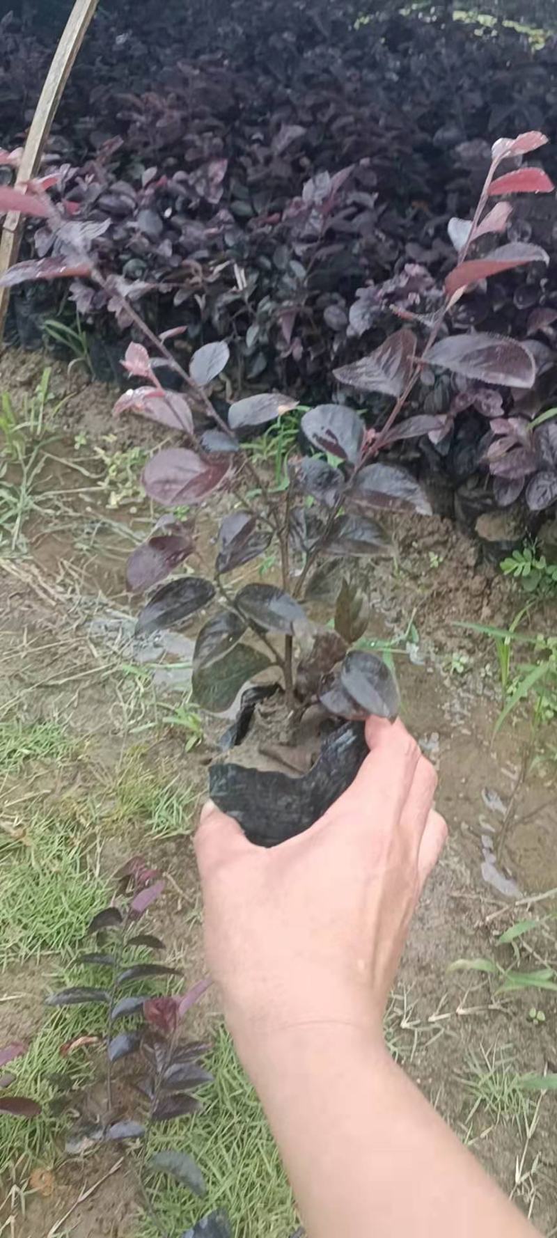 红继木杯苗