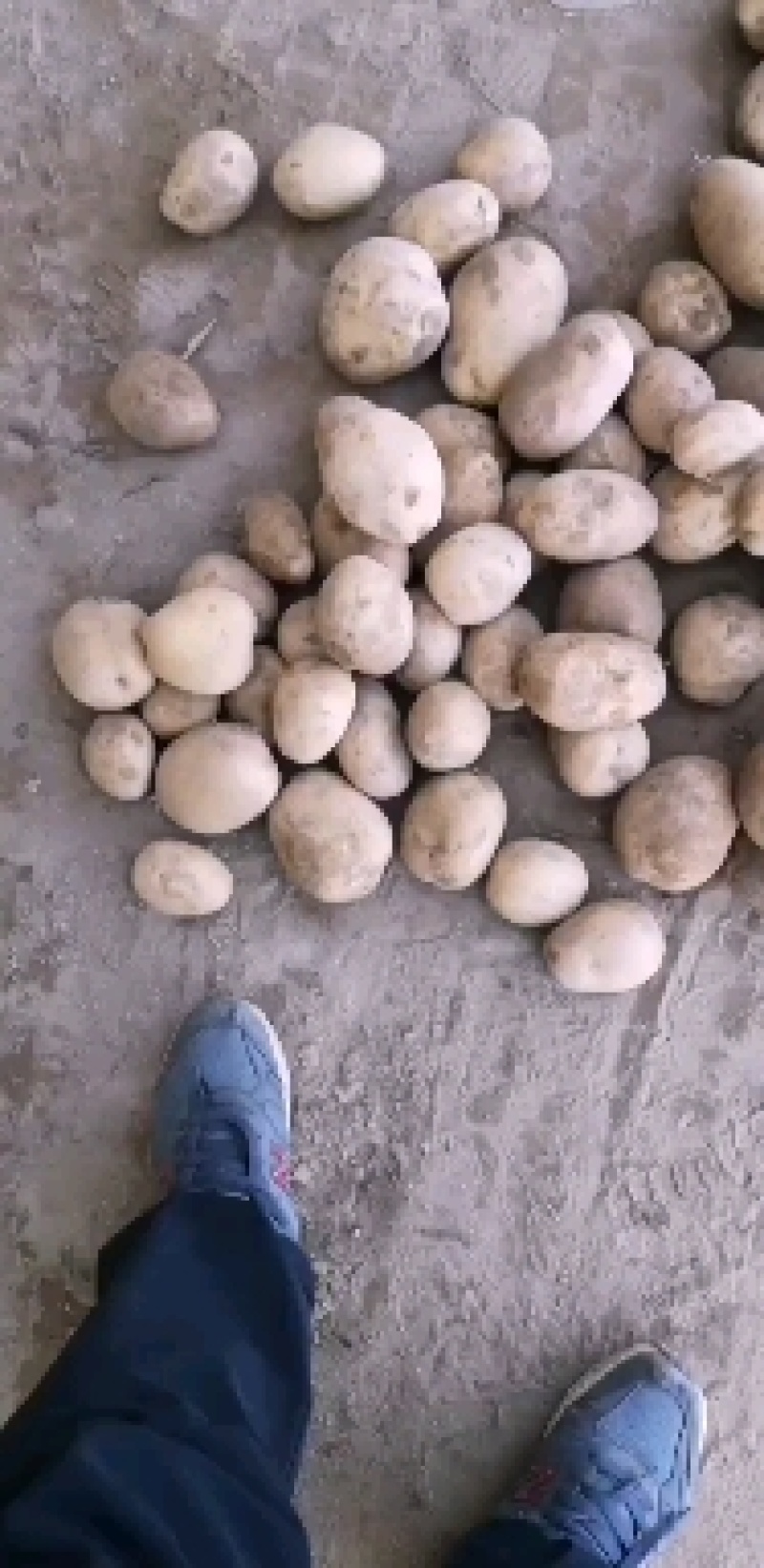陕北纯沙地土豆，V7土豆。薯形好，颜色好看，产地直发。