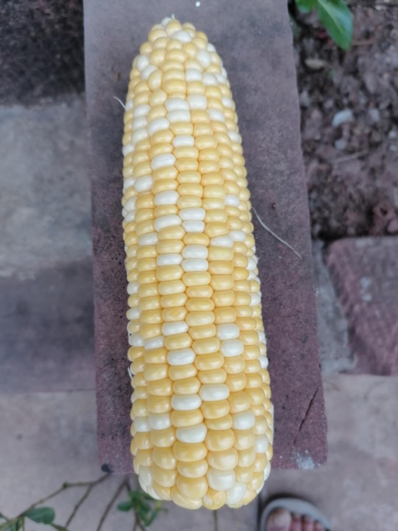 玉米