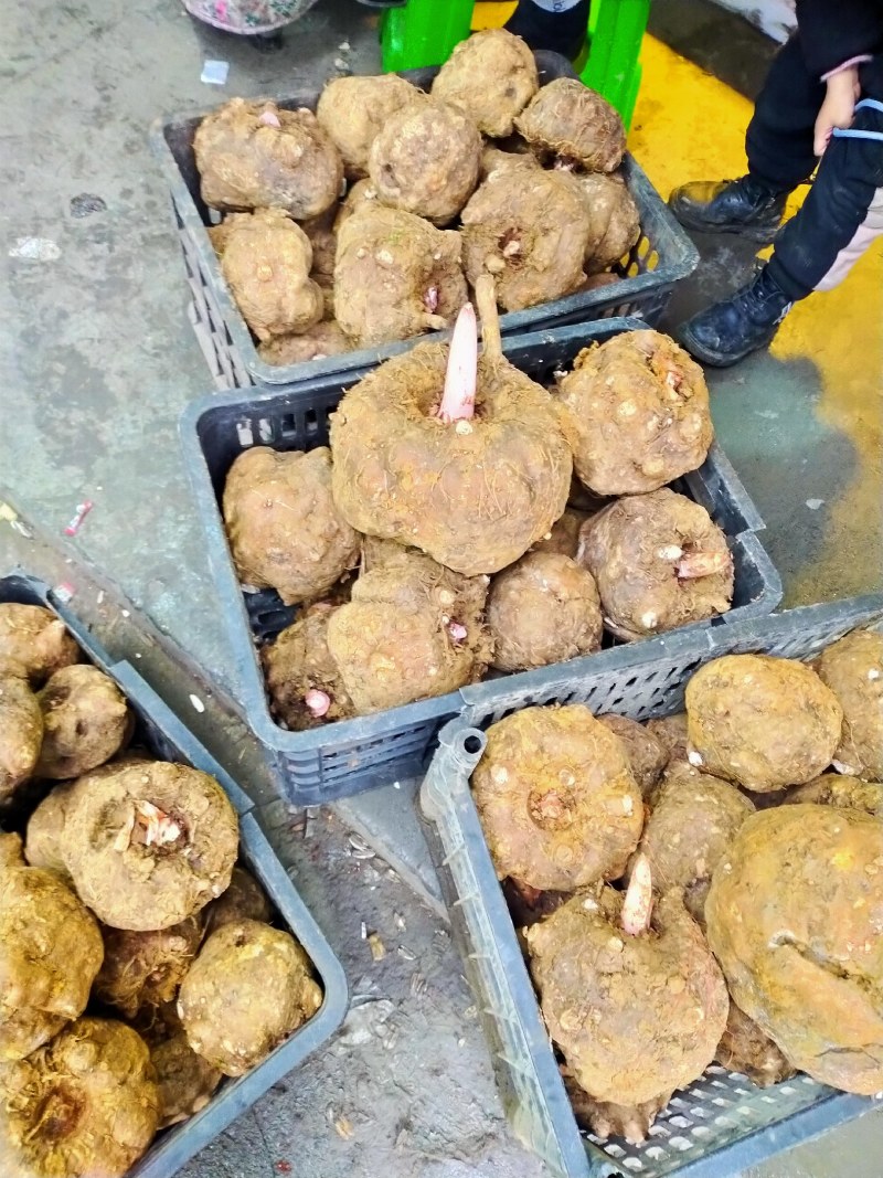 贵州毕节市新鲜大魔芋万亩基地魔芋豆腐产地一手货源欢迎来电