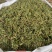 伸筋草新货舒筋草狮子尾对接电商品质保证不满意可退换货
