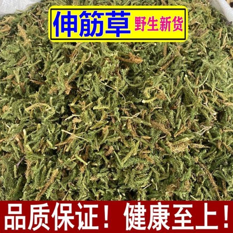 伸筋草新货舒筋草狮子尾对接电商品质保证不满意可退换货