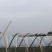 葡萄专用避雨膜2.4米2.5米2.8米3米4米支持订做