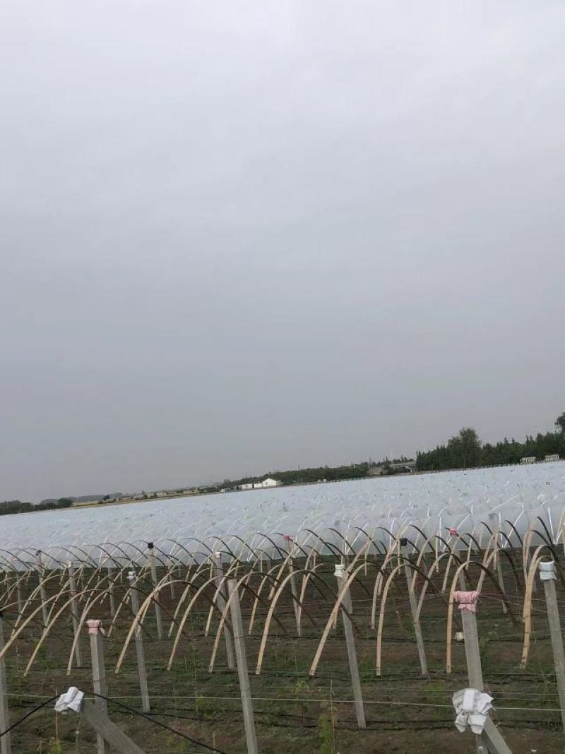 葡萄专用避雨膜2.4米2.5米2.8米3米4米支持订做