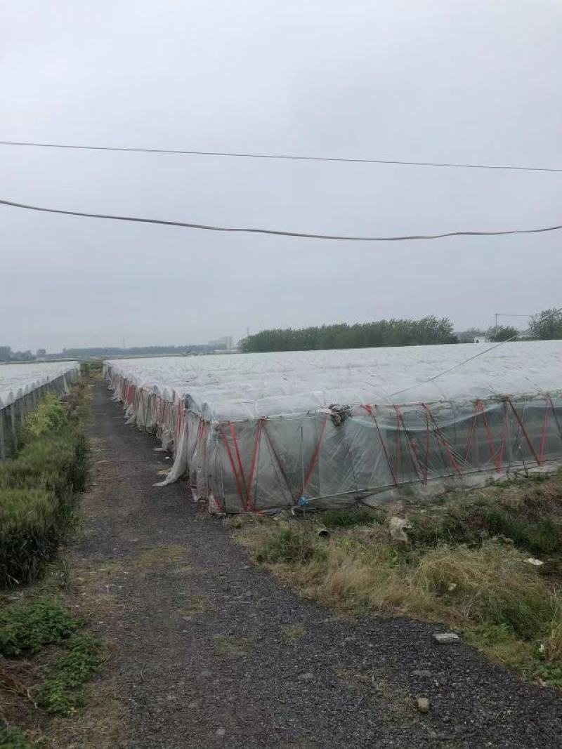 葡萄专用避雨膜2.4米2.5米2.8米3米4米支持订做