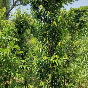 奇楠沉香苗，糖结，黑棋，油叶子嫁接苗易生长易结香。