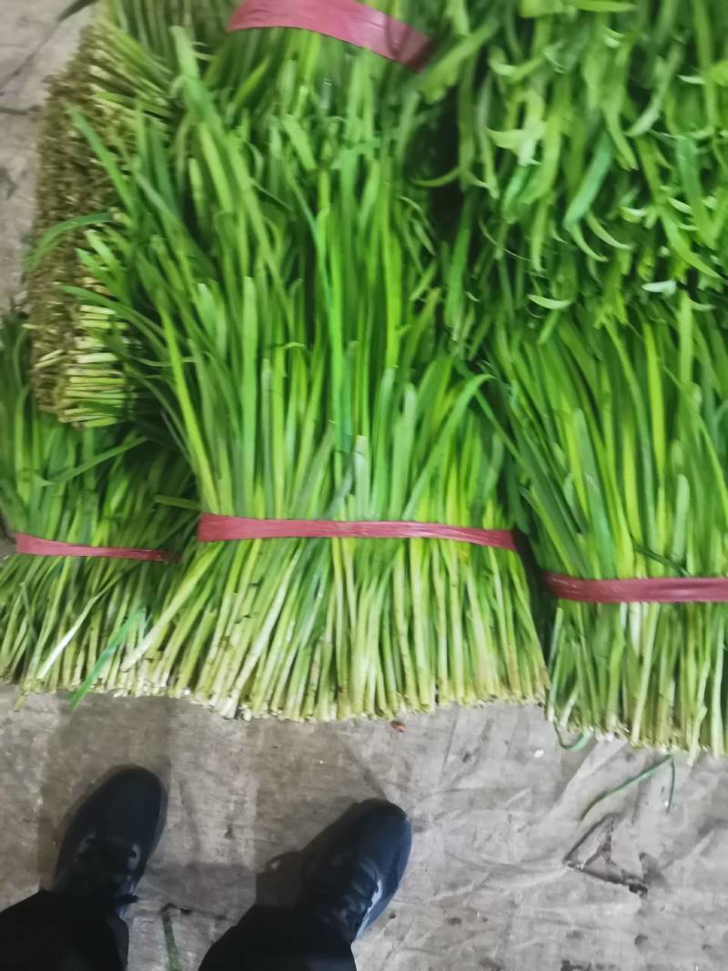 山东韭菜大量上市，产地直销，品质保证，可全国发货