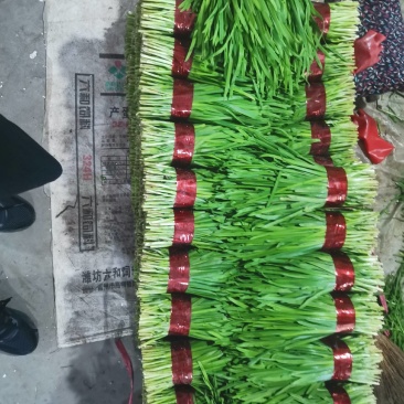 山东韭菜大量上市，产地直销，品质保证，可全国发货