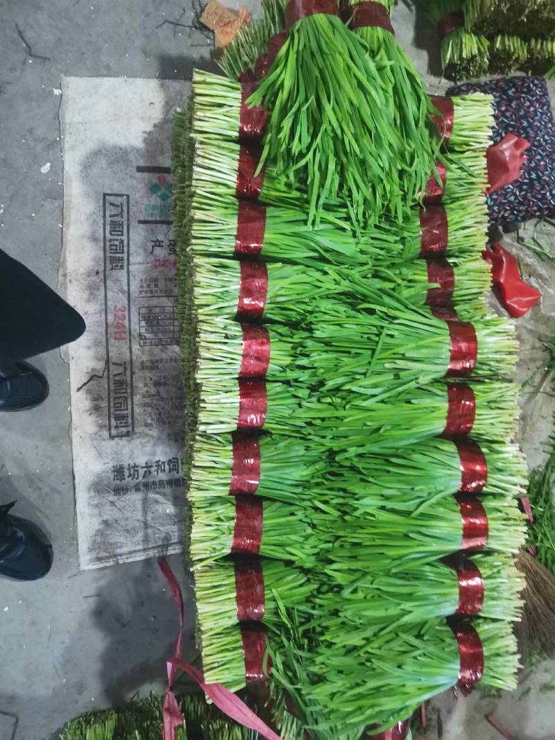 山东韭菜大量上市，产地直销，品质保证，可全国发货