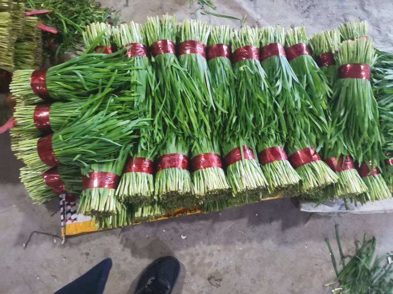 山东韭菜大量上市，产地直销，品质保证，可全国发货