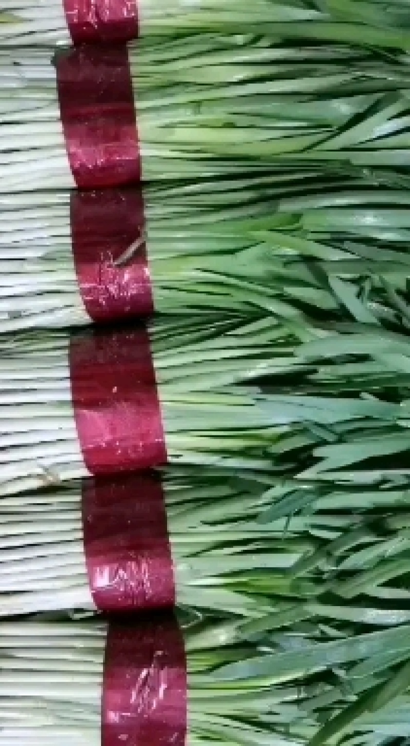 山东韭菜大量上市，产地直销，品质保证，可全国发货